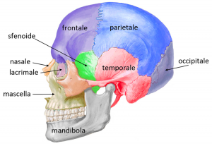 cranio_laterale
