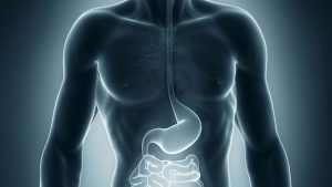 stomach_intestine